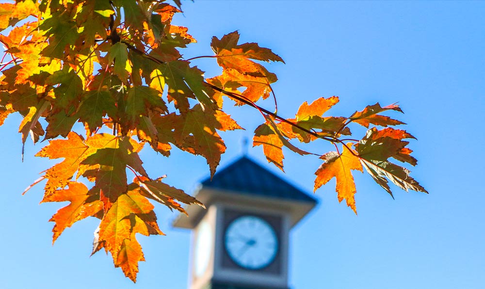 Close up of leaves with clocktower in background