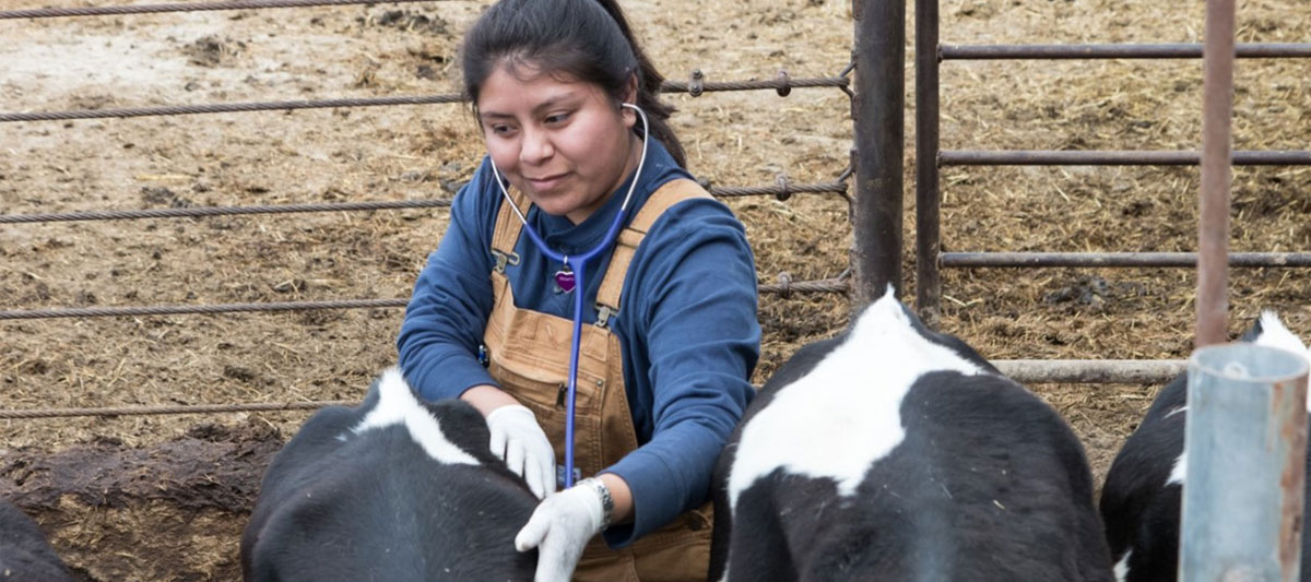 Vet Tech working on cattle