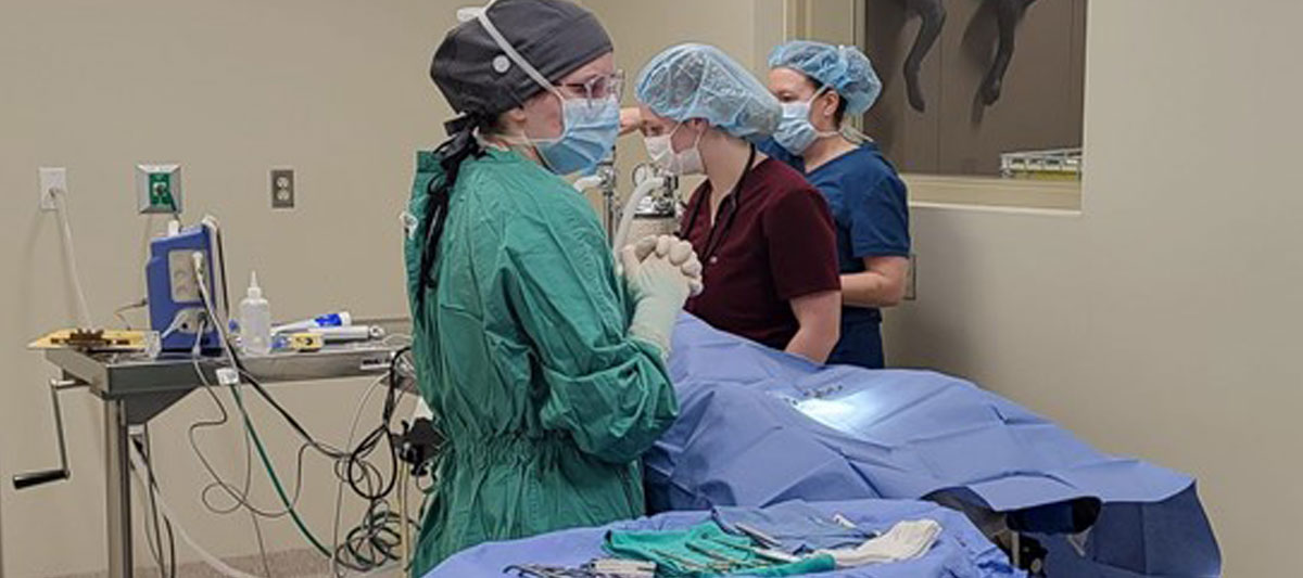 Vet Techs prepping for surgery