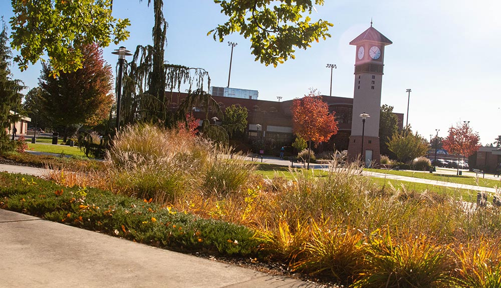 Grass changing colors in front of clock tower.