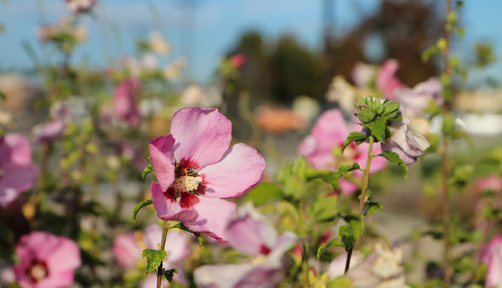 Pink flowers in Grandview