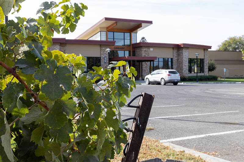 Grape vines with Grandview Library in the background