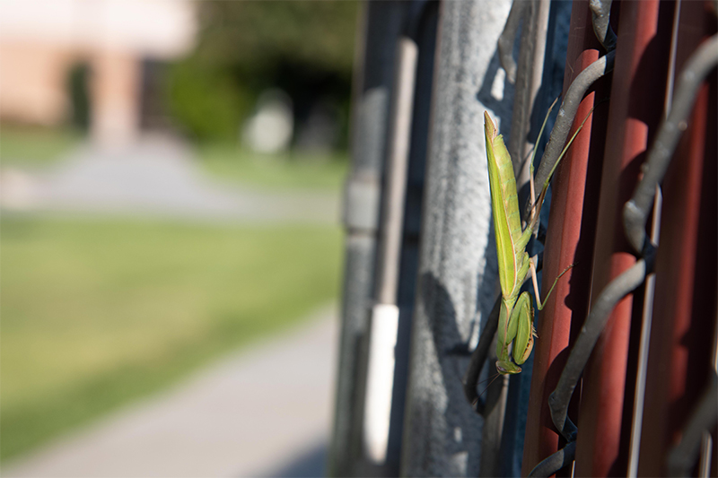 Praying mantis clings to fence