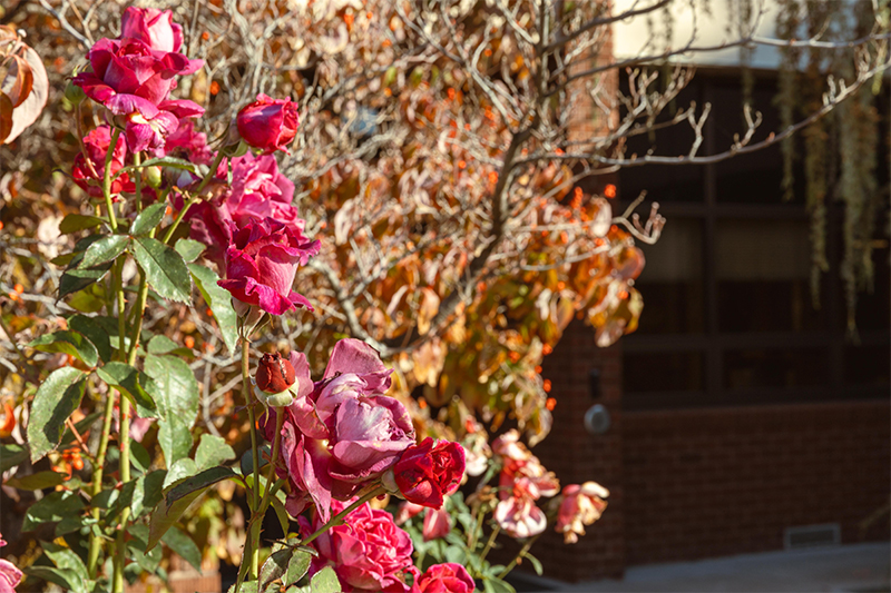 Pink rose blossoms