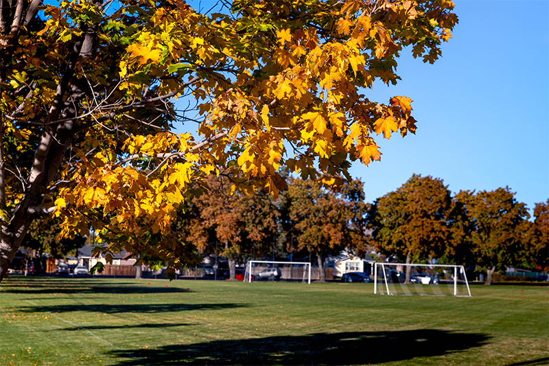 Leaves turn yellow with YVC's soccer field in the background