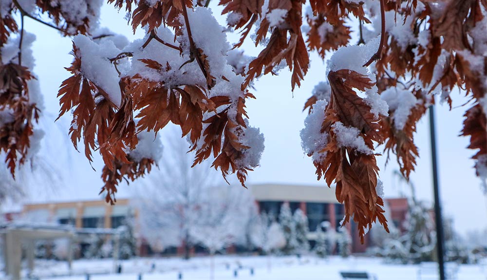 Snow on leaves on tree branches