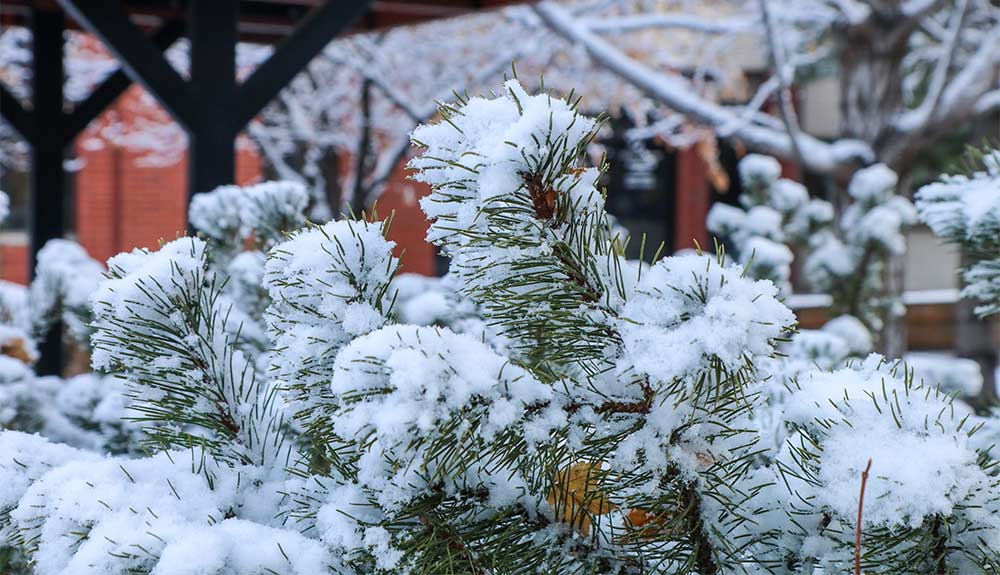 Snow on pine needles