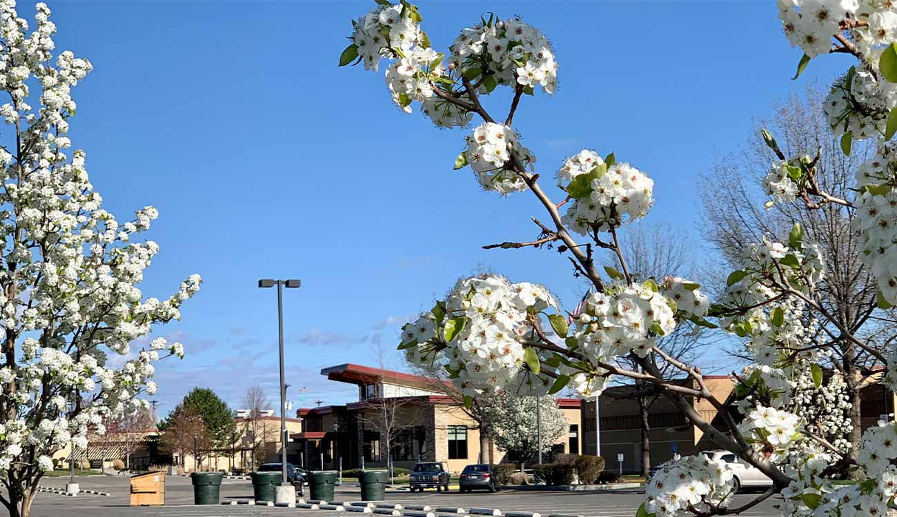 Spring blossoms