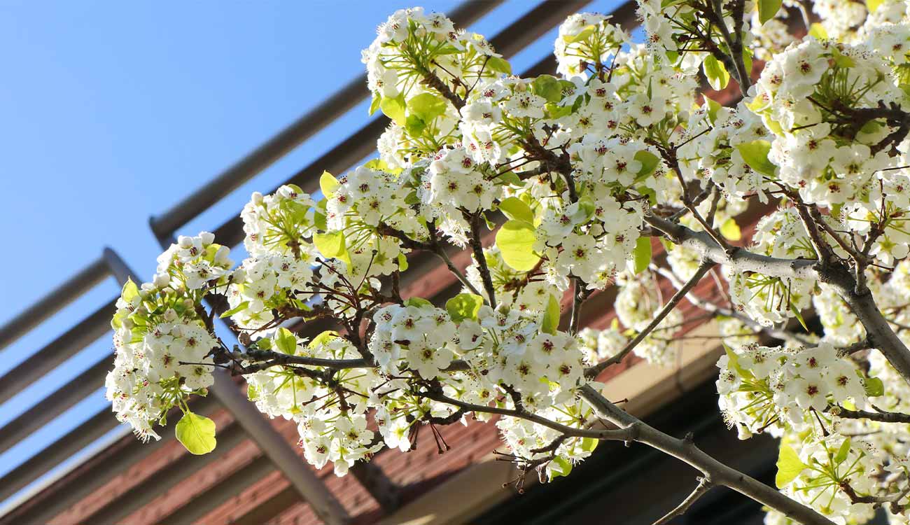 White blossoms