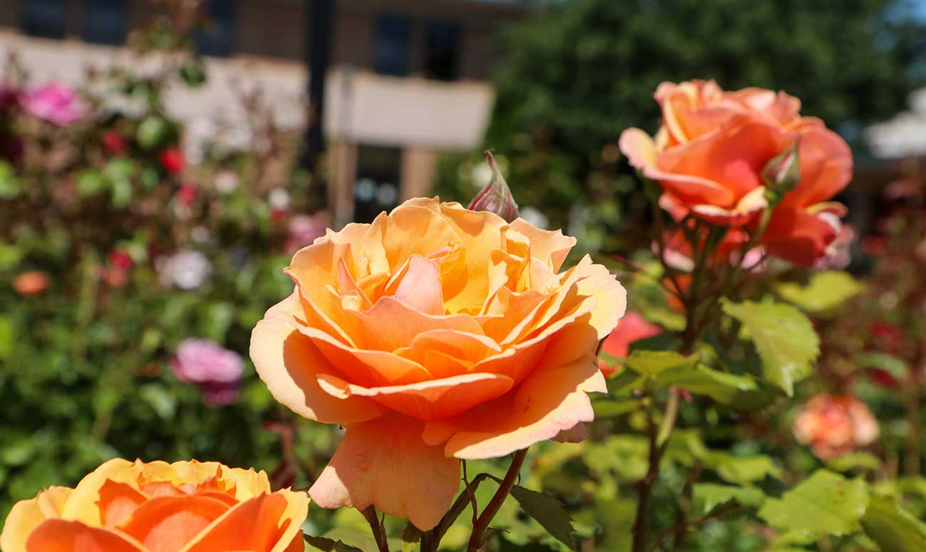 Flowers on campus