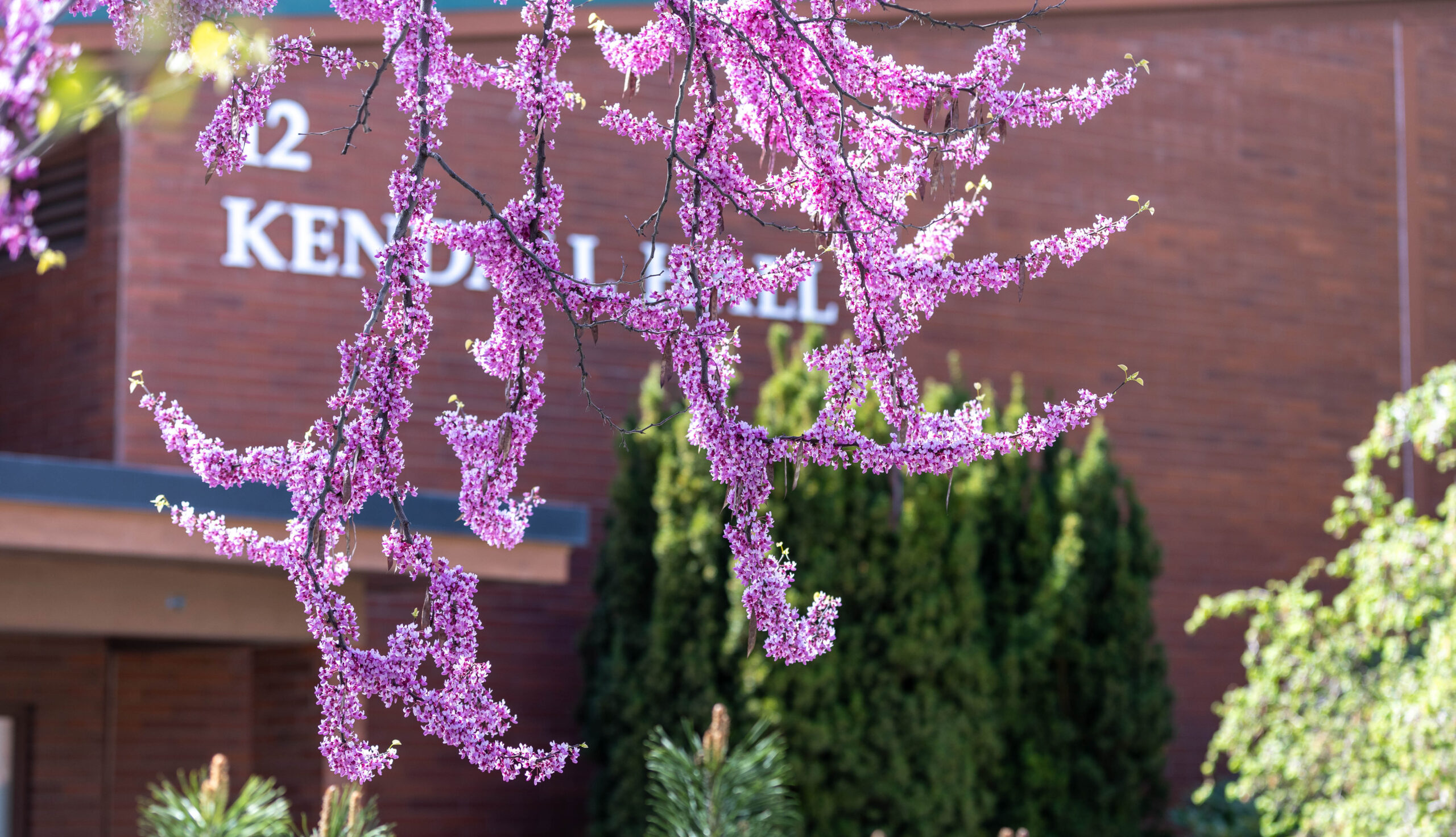 The trees in front of Kendall Hall in full bloom.