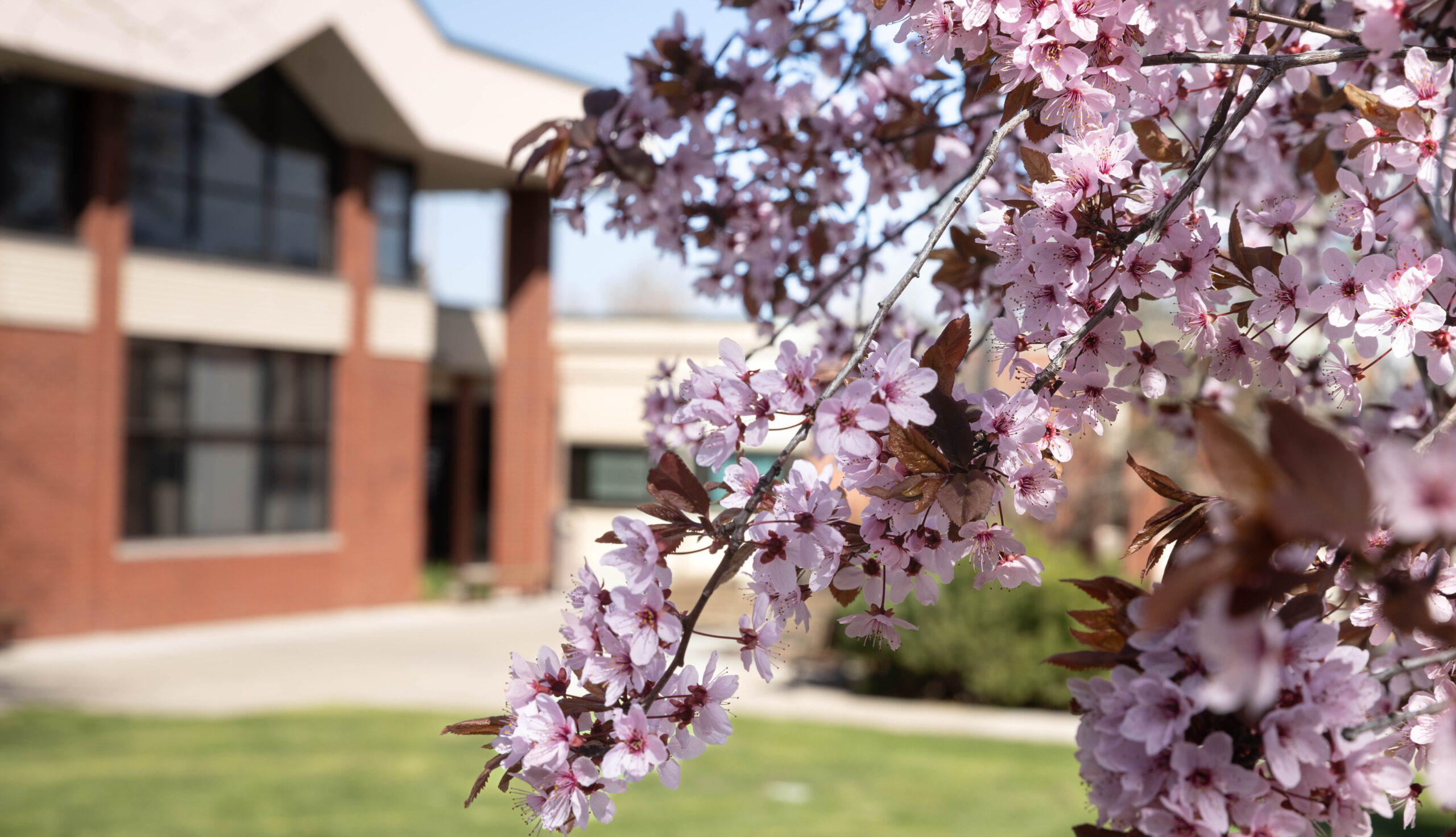 Flowering trees obscure a view of the Hopf Union Building (HUB) on the Yakima Campus.