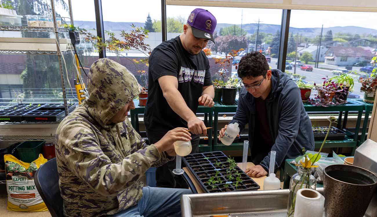 Three students work together planting for a science project. 