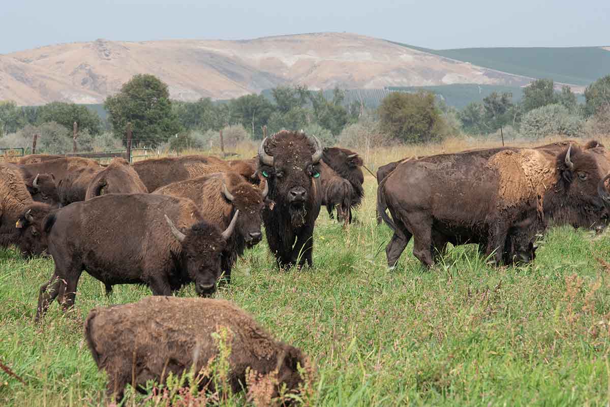 Yakama Bison Herd by Annie Warren