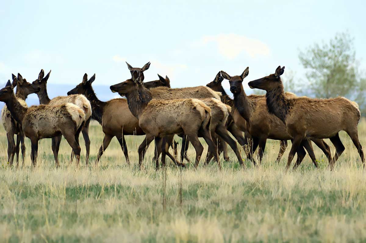 Elk herd