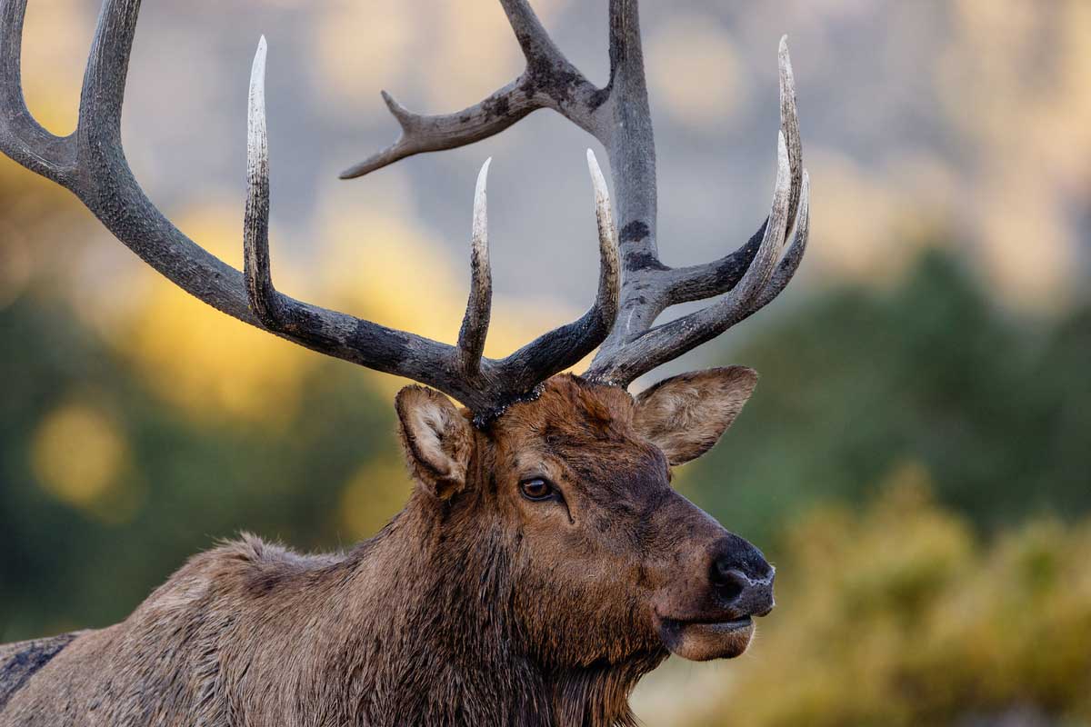 Elk by Timonthy Lumley, Rocky Mountain Elk Foundation