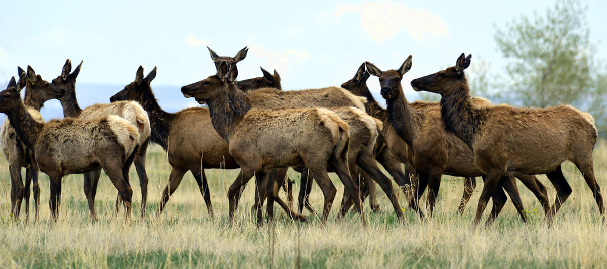 Group of deer gathers in a field. 